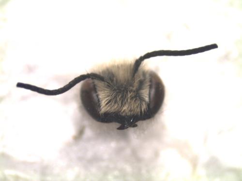 Réf. 303 331 : Osmia aurulenta